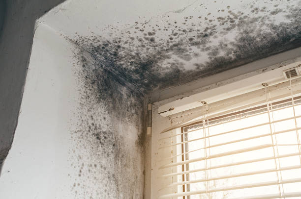 Affordable Mold Removal solutions in Halifax, VA