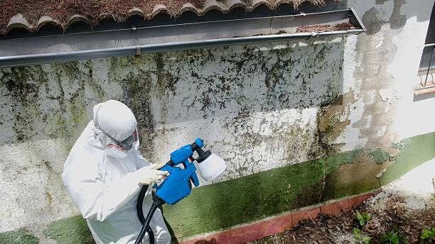Top rated local Mold Removal specialists in Halifax, VA
